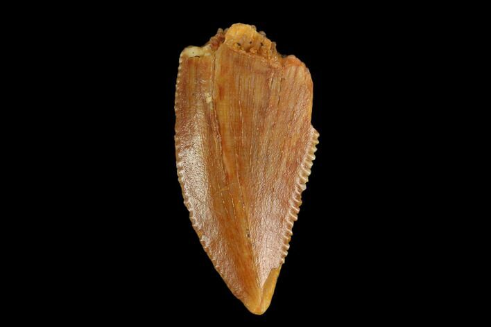 Serrated, Raptor Tooth - Real Dinosaur Tooth #124788